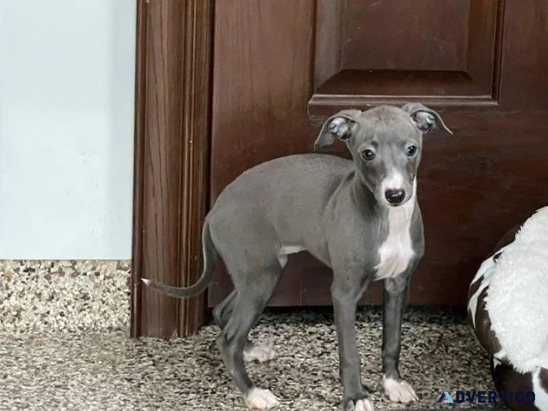 Amazing Italian Greyhound Puppies Available