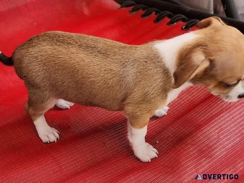 Beautiful Chihuahua Puppies Available