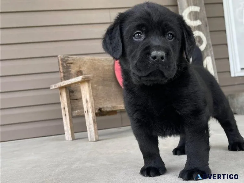 New Litter of Labrador Retriever Puppies available now
