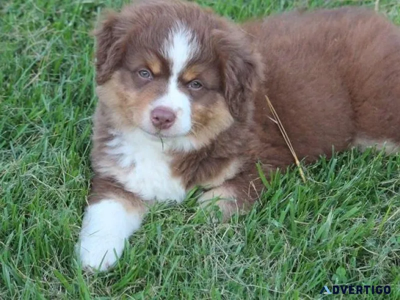 Gorgeous Australian Shepherd puppies