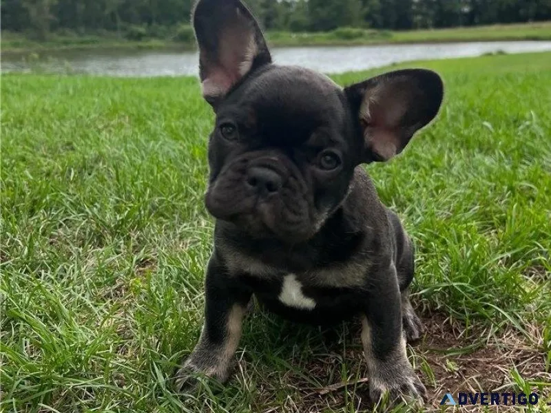 Healthy French Bulldog puppies Available