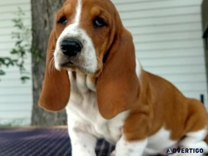 Cute Basset Hound puppies Searching For lovely homes