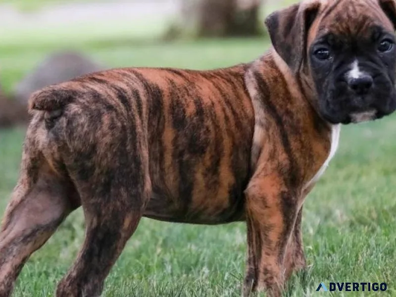 Magnificent Boxer Puppies Available (Brinde Fawn Black)