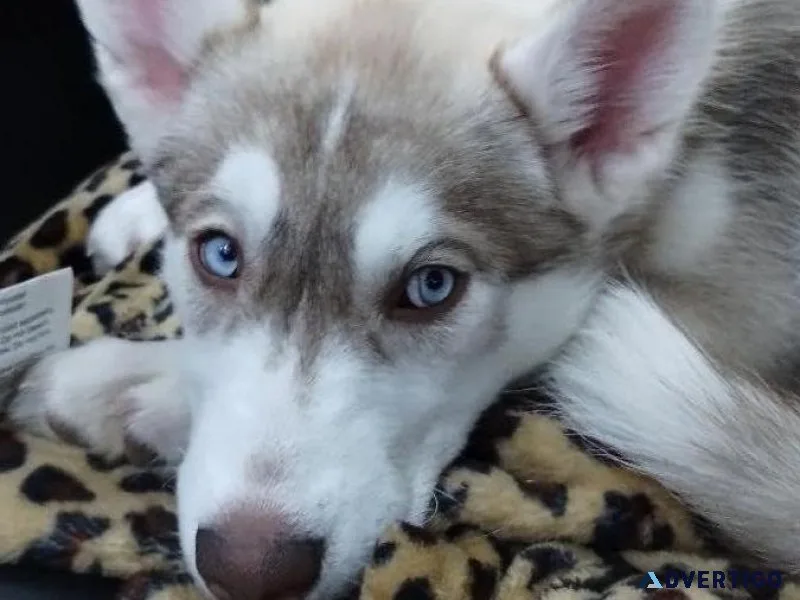 Husky puppy