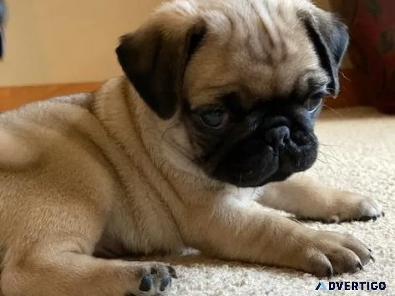 Adorable Pug puppies