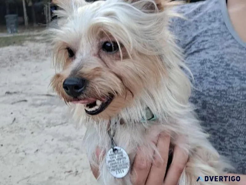 Xzavier Male Yorkshire terrier