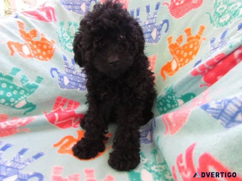 AKC Toy Poodle Puppies for Sale