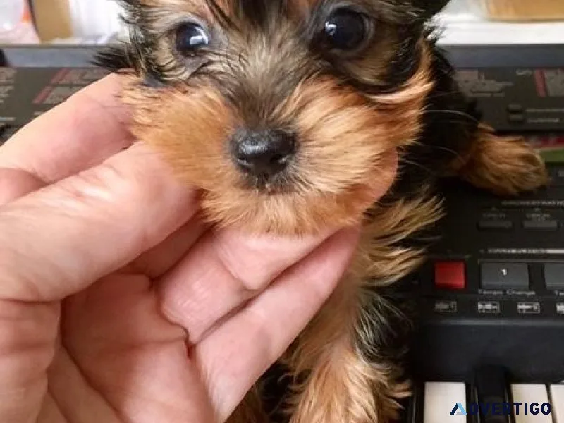 Healthy Tiny Yorkie Puppies Available