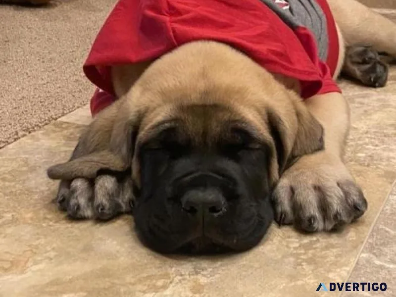 English Mastiff Puppies Available