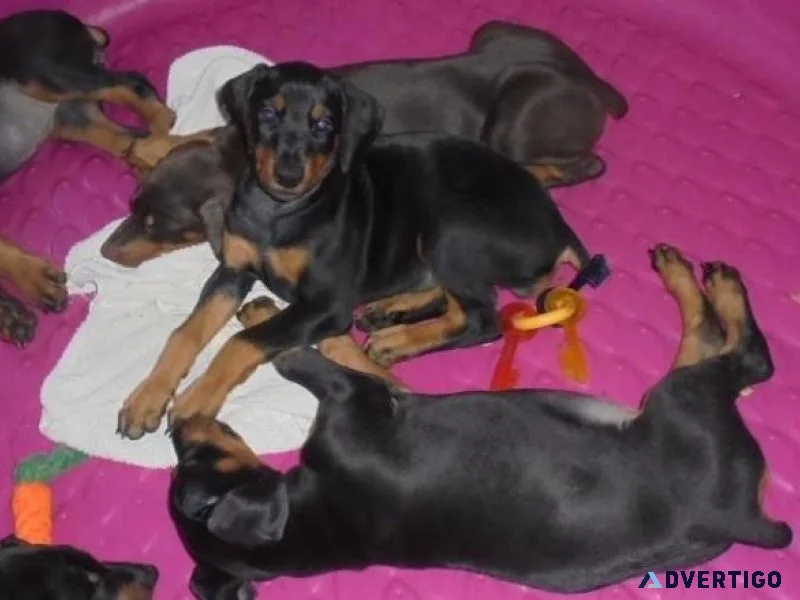Home raised Doberman Pinscher Puppies