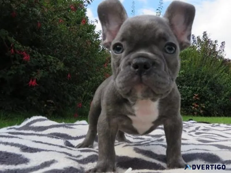 gggSuper French Bulldog Puppies
