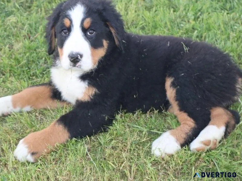 Home raised Bernese Mountain Puppies Available.