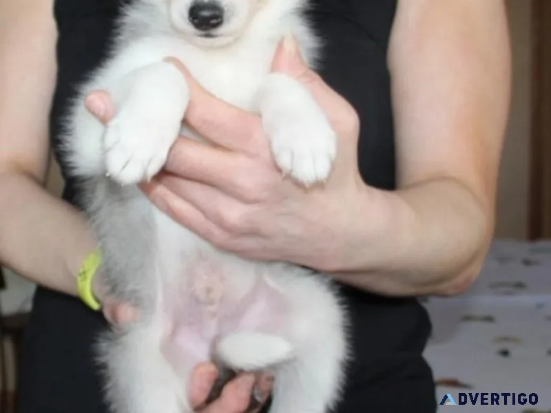 AKC reg. Siberian Husky Puppies Available