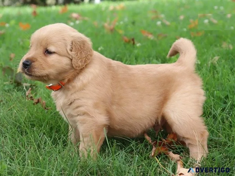 AKC reg. Golden Retriever puppies Available