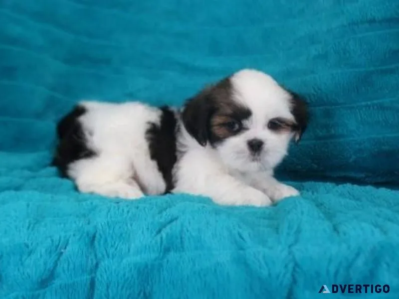 Very Cute Lhasa Apso Puppies