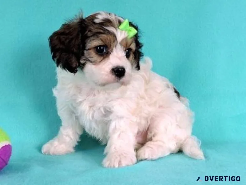 Lovely Cavachon puppies