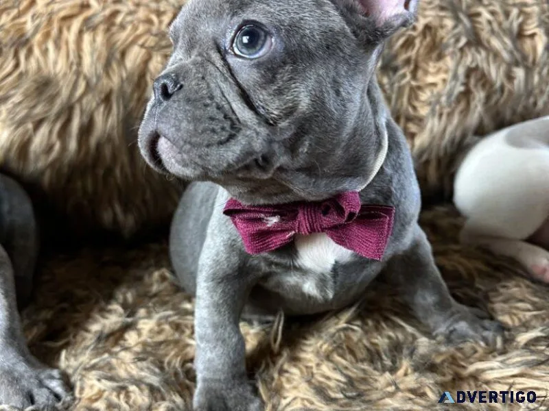 Blue French Bulldog Male  Available Now