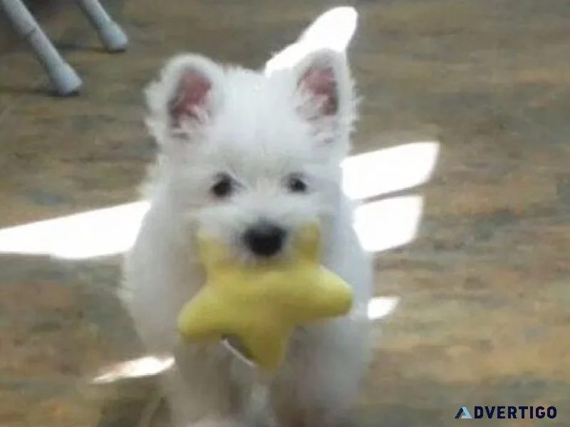 AKC reg. West Highland White Terrier Puppies