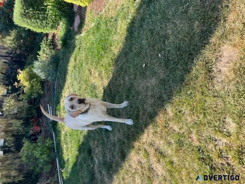 Loving Home Needed for an Adorable Labrador Dog