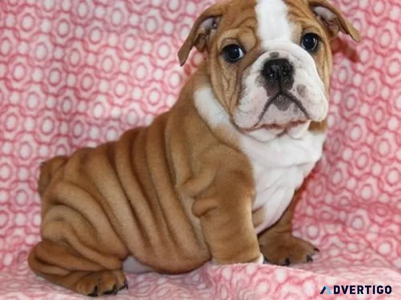 Healthy English Bulldog Puppies available