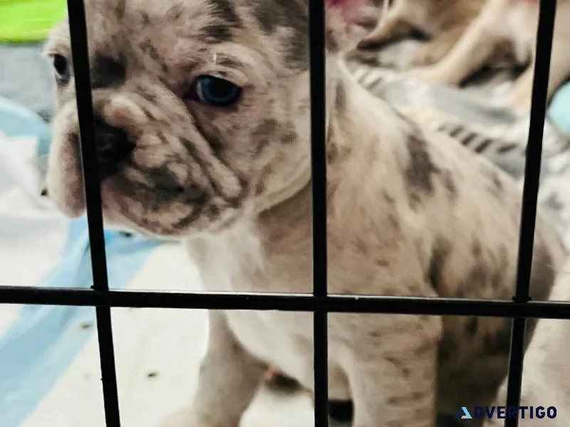French bulldogs