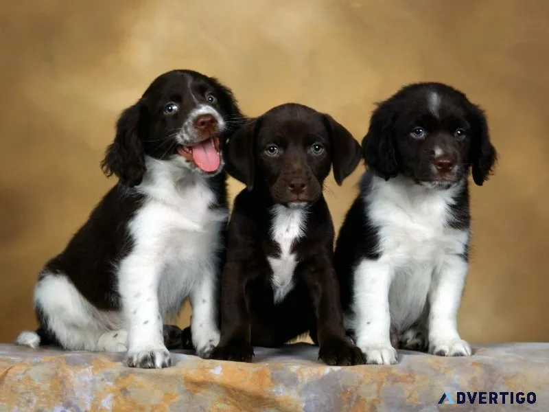 Beautiful English Springer Spaniel Puppies