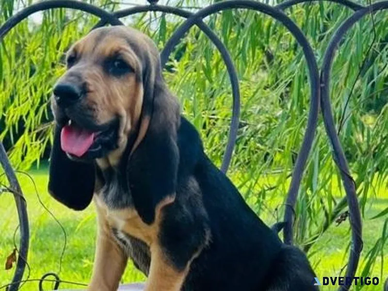 Gorgeous Bloodhound Puppies Available