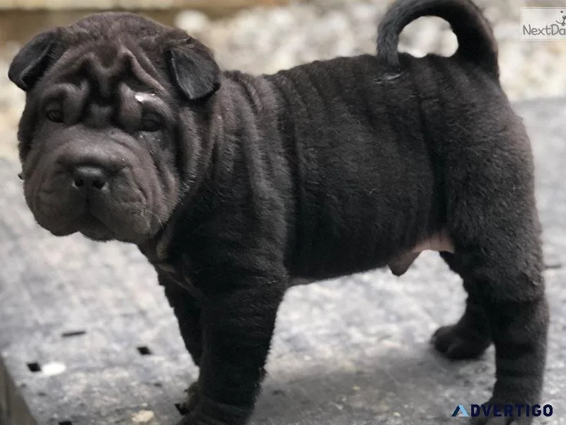 AKC reg. Chinese Shar-Pei Puppies Available