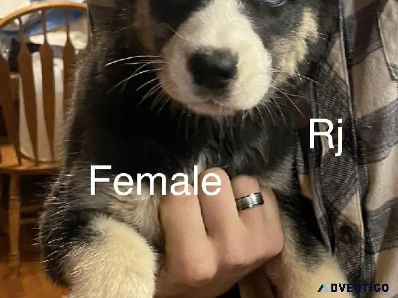 Akc Siberian husky female