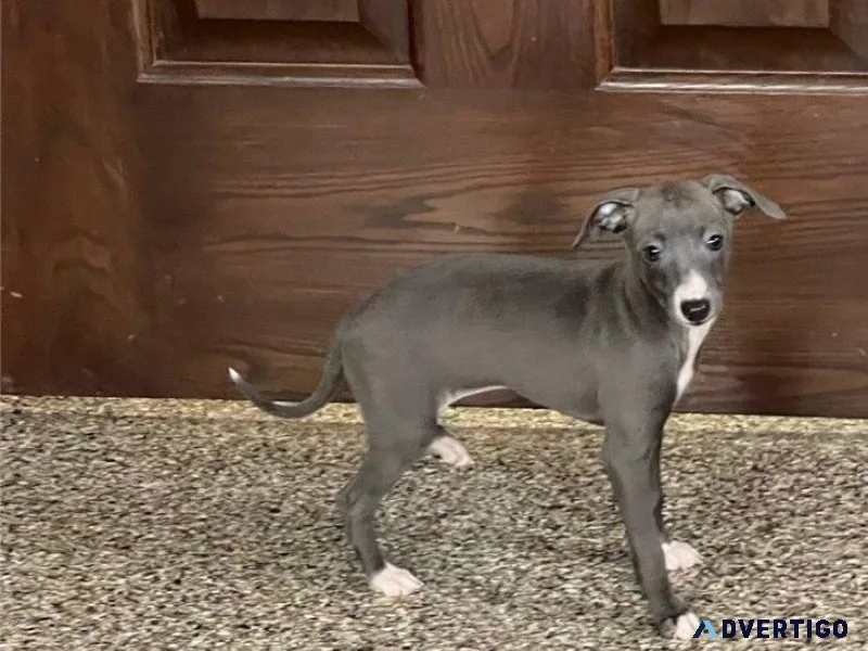 Amazing Italian Greyhound Puppies boys and girls