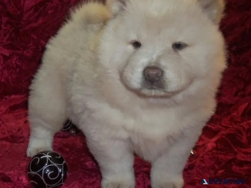 Gorgeous Chow Chow puppies