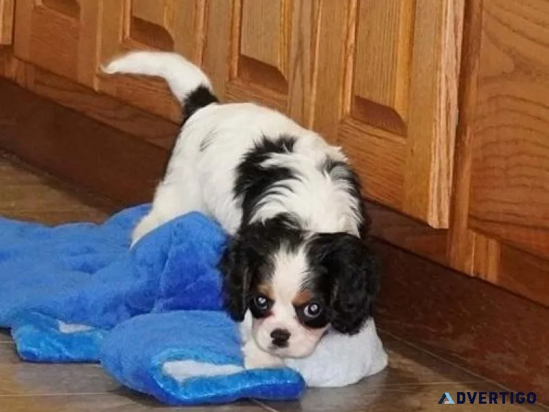Cute Cavalier King Charles Spaniel Puppies