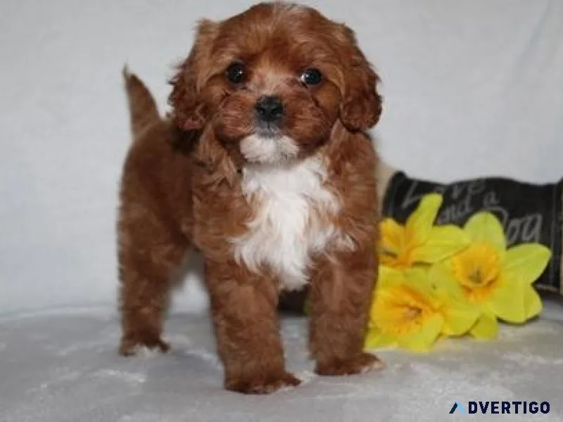 Outstanding Cavapoo Puppies  Available