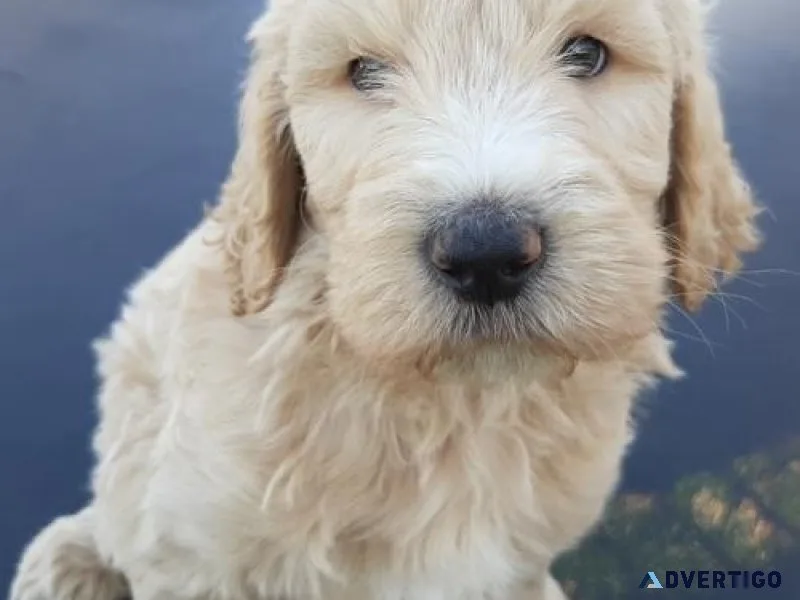 Lovely Goldendoodle Puppies Available