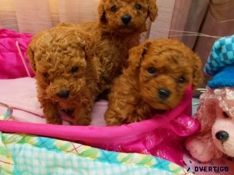 Gorgeous Toy Poodle puppies Available