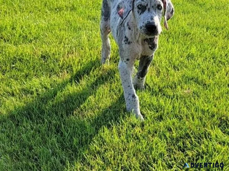 AKC reg. Great Dane Puppies boys and girls