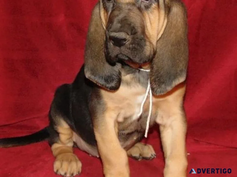 Healthy Bloodhound Puppies Available