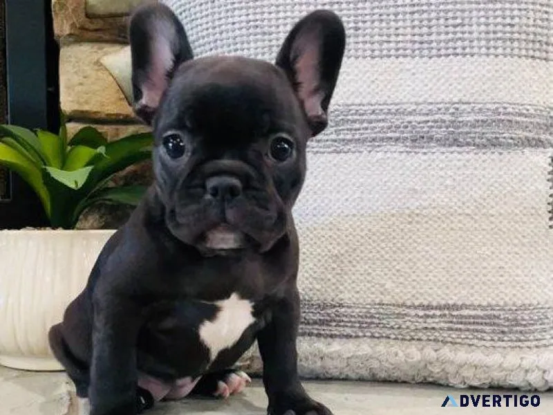 Lovely French Bulldog Puppies ready to go