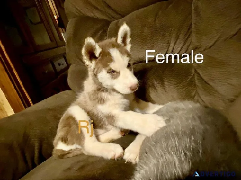 Akc Siberian husky female