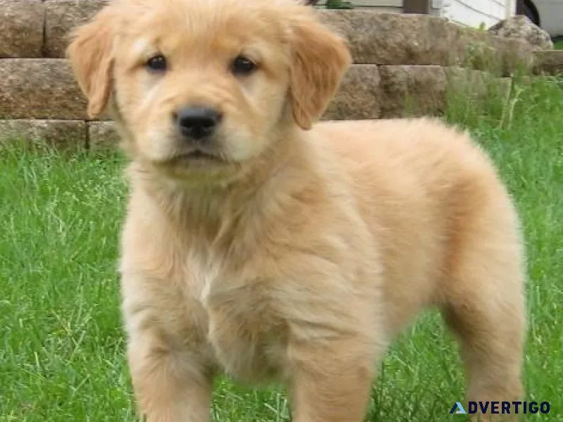Adorable Golden Retriever Puppies Available