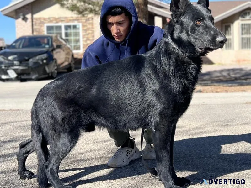 WORKING LINE DARK SABLE GERMAN SHEPHERDS