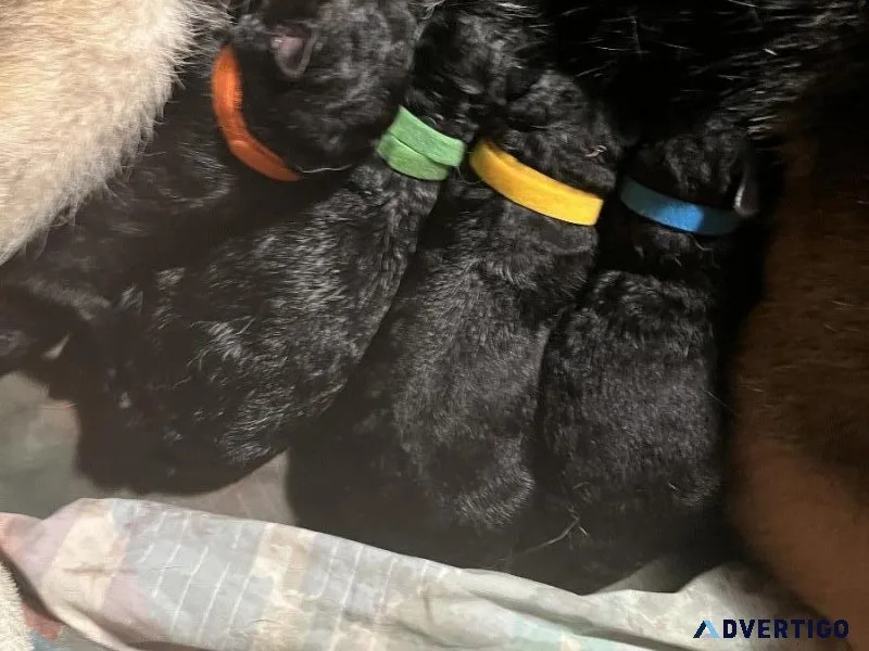 AKC German Shepherd Puppies