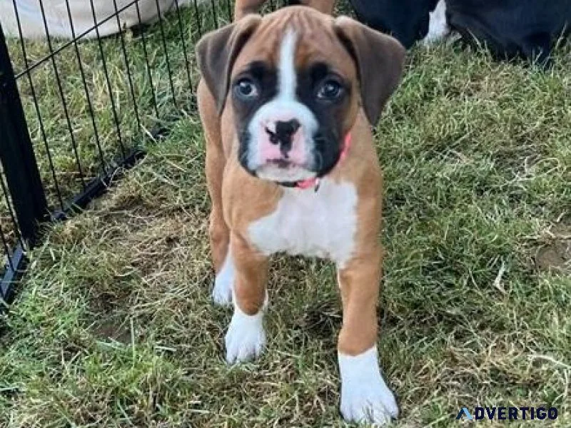 Well Trained Boxer Puppies Available.