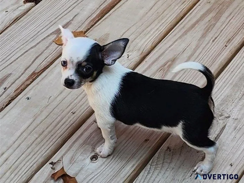 Adorable Chihuahua Puppies