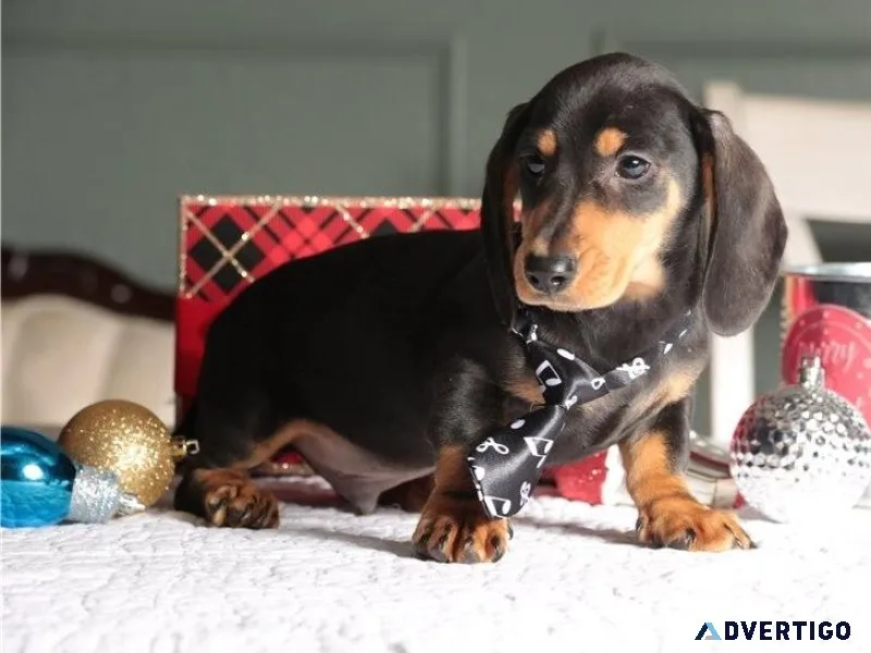 Adorable Dachshund puppies
