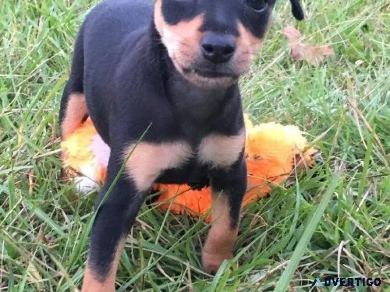 Gorgeous Miniature Pinscher Puppies