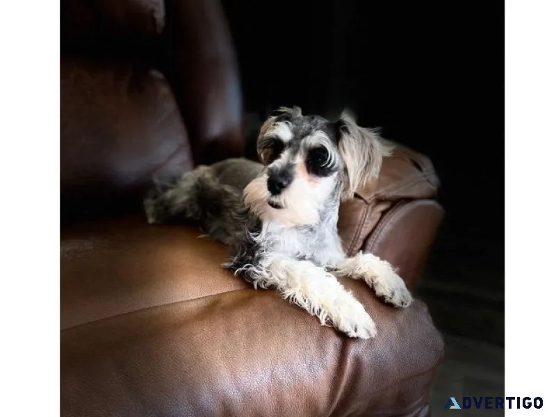 Beautiful schnauzer