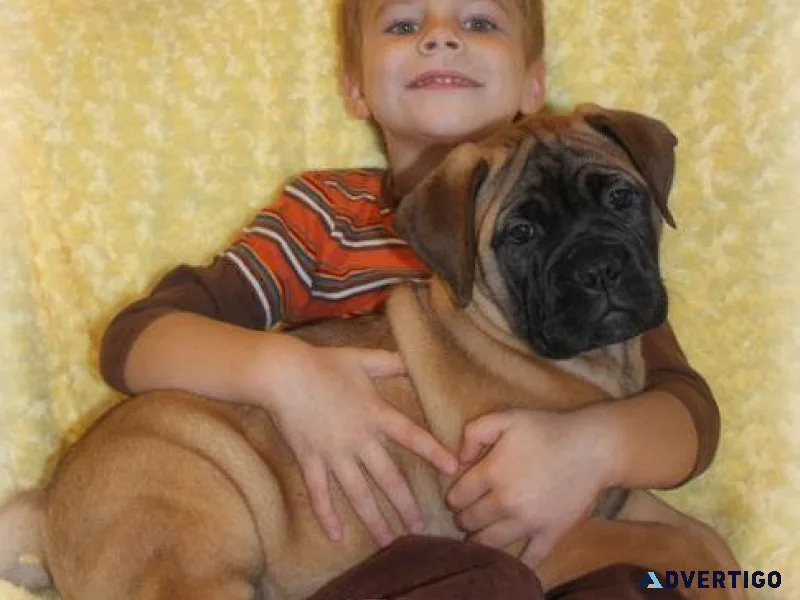 Home trained Bullmastiff Puppies for lovely homes