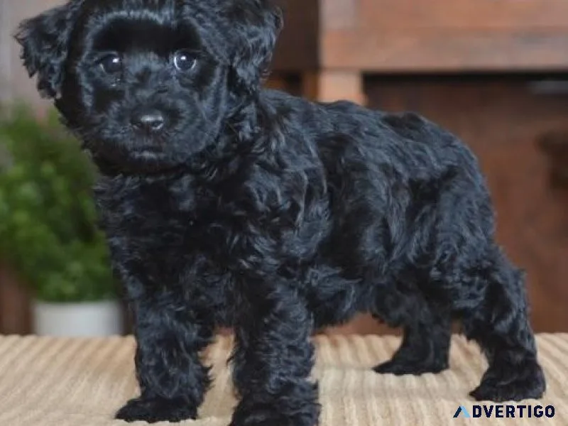 Amazing Schnoodle puppies Available
