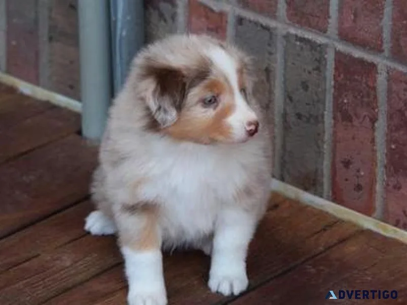 Astonished Australian Shepherd puppies